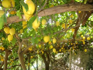 These lemons were freaking HUGE 